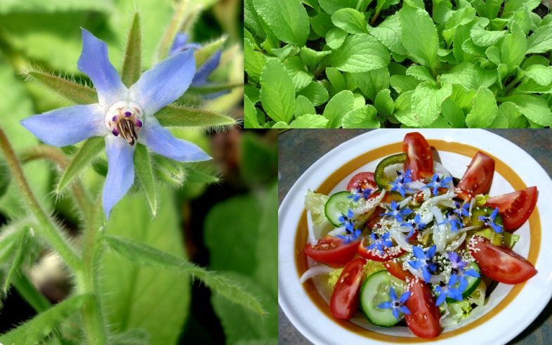 Borage Starflower Beebread Borago Officinalis Seeds