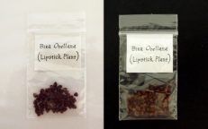 Achiote Annato Bixin Bixa Orellana Seeds