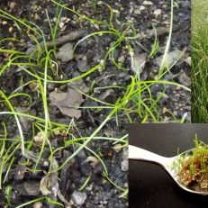 Teff Eragrostis Tef Xaafii Grass Seeds