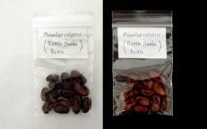 Rattlesnake Bean Phaseolus Vulgaris Seeds
