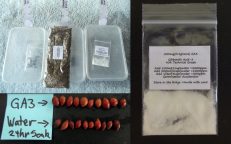 GA3 Gibberellic Acid-3 Gibberella Fukikuroi Dormancy Germination Stimulant