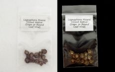 Giant Native Grape Legnephora Moorei Seeds