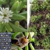 Delosperma Bosseranum Ice Plant Seeds