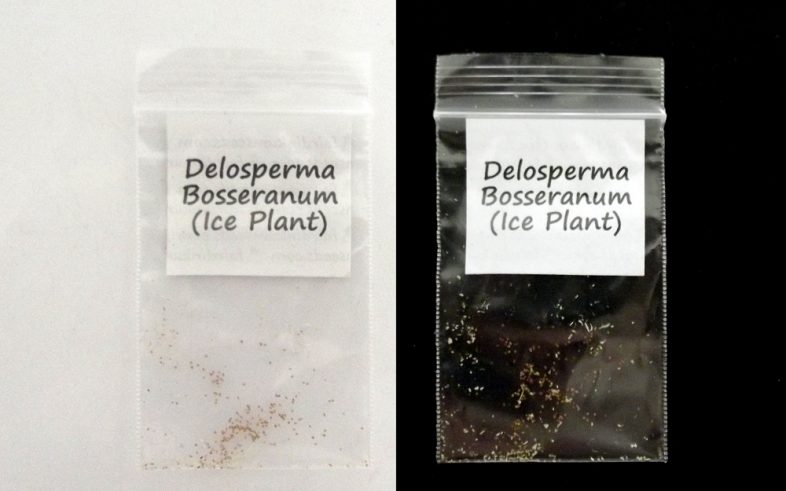 Delosperma Bosseranum Ice Plant Seeds