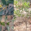 Acacia Holosericea Velvet Leaf Wattle Seeds