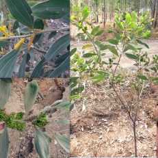 Acacia Holosericea Velvet Leaf Wattle Seeds