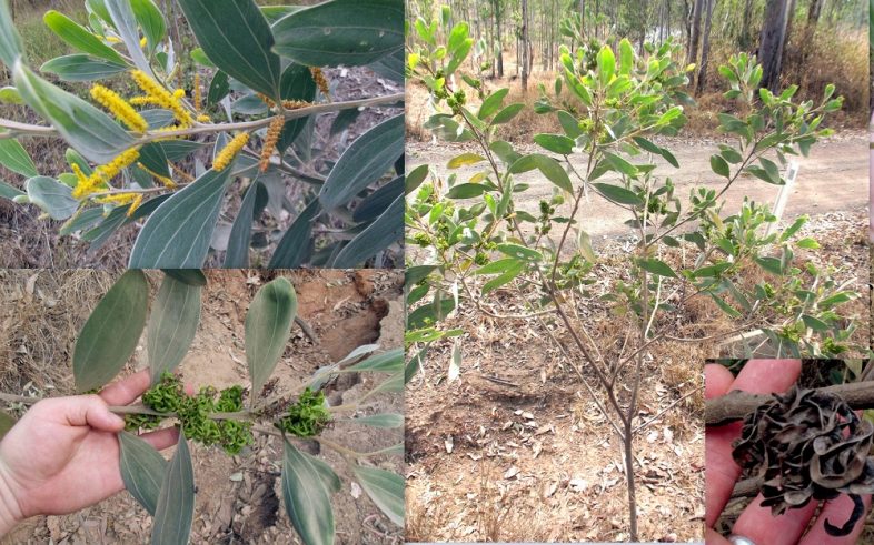 Acacia Holosericea Velvet Leaf Wattle Seeds