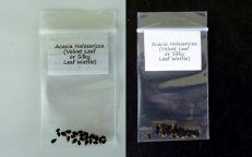 Acacia Holosericea Velvet Leaf Wattle Seeds