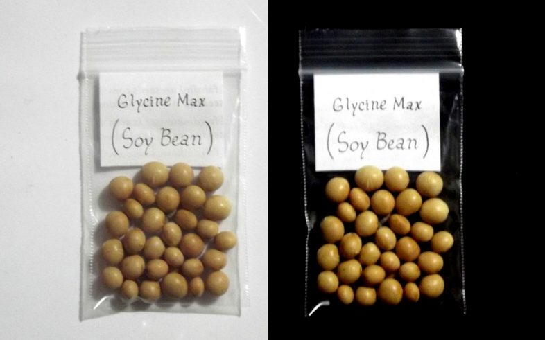 Soy Bean Glycine Max Soya Soybean Seeds