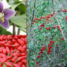 Lycium Barbarum Red Goji Wolf Berry Seeds