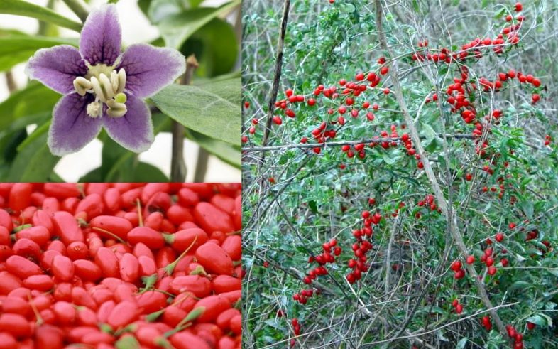 Lycium Barbarum Red Goji Wolf Berry Seeds