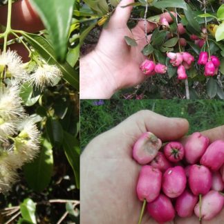Water Cherry Lilly Pilly Syzygium Australe Fresh Seeds