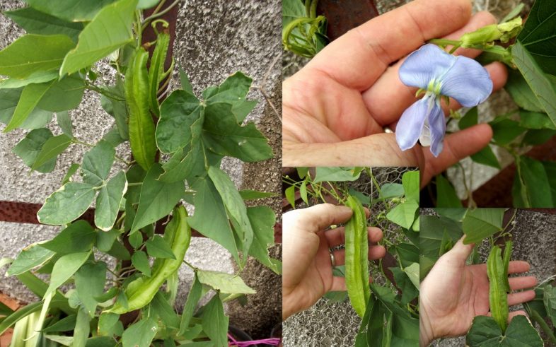 Wing Bean Asparagus Pea Psophocarpus Tetragonolobus Seeds