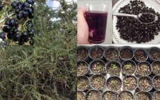 Black Goji Berry Wild Lycium Ruthenicum Seeds
