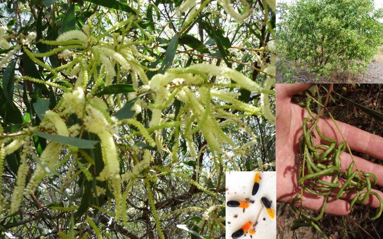 Acacia Leiocalyx Black Wattle Lambs Tail Seeds