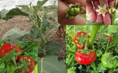 Gilo Eggplant Solanum Aethiopicum Ruffled Red Hmong Seeds
