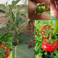 Gilo Eggplant Solanum Aethiopicum Ruffled Red Hmong Seeds