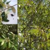 Sarsaparilla Red Ash Soap Tree Alphitonia Excelsa Seeds