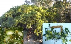 Silk Mimosa East Indian Walnut Siris Tree Albizia Lebbeck Seeds
