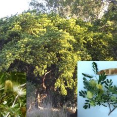 Silk Mimosa East Indian Walnut Siris Tree Albizia Lebbeck Seeds