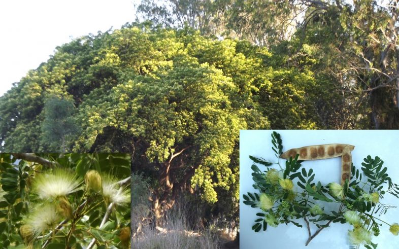 Silk Mimosa East Indian Walnut Siris Tree Albizia Lebbeck Seeds