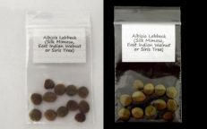 Silk Mimosa East Indian Walnut Siris Tree Albizia Lebbeck Seeds
