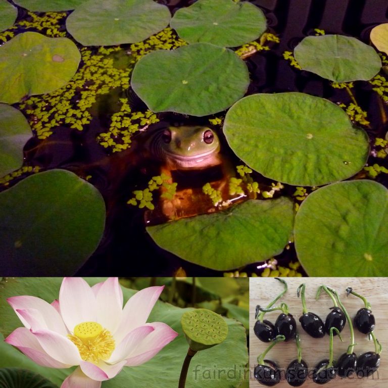 Sacred Holy Lotus Nelumbo Nucifera Seeds Fair Dinkum Seeds