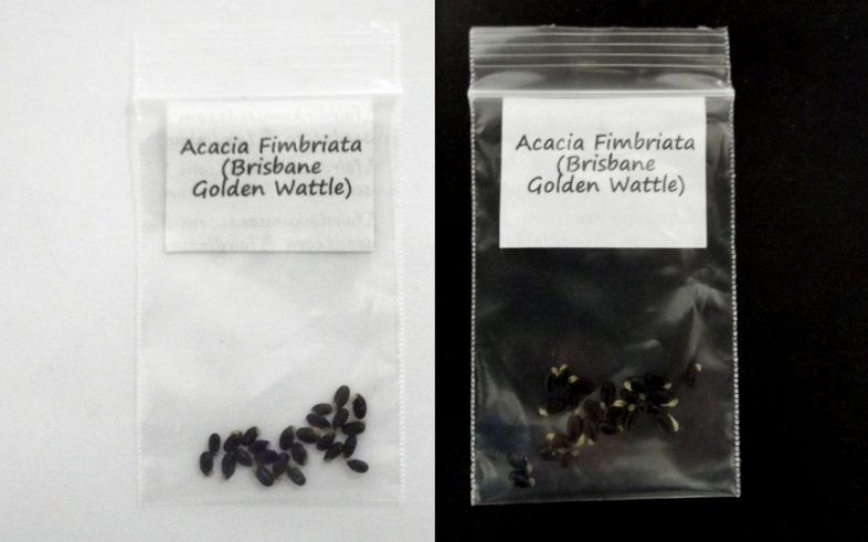 Acacia Fimbriata Fringed Brisbane Golden Wattle Seeds