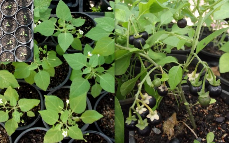 Blackberry Nightshade Solanum Nigrum Seeds