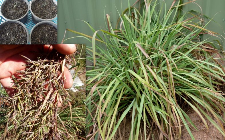 Lemon Grass Cymbopogon Citratus Seeds Fair Dinkum Seeds   P 1089 Cymbopogon Citratus Lemon Grass Tanglad Plants 786x491 