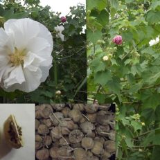 Hibiscus Mutabilis Rose of Sharon Confederate Rose Seeds