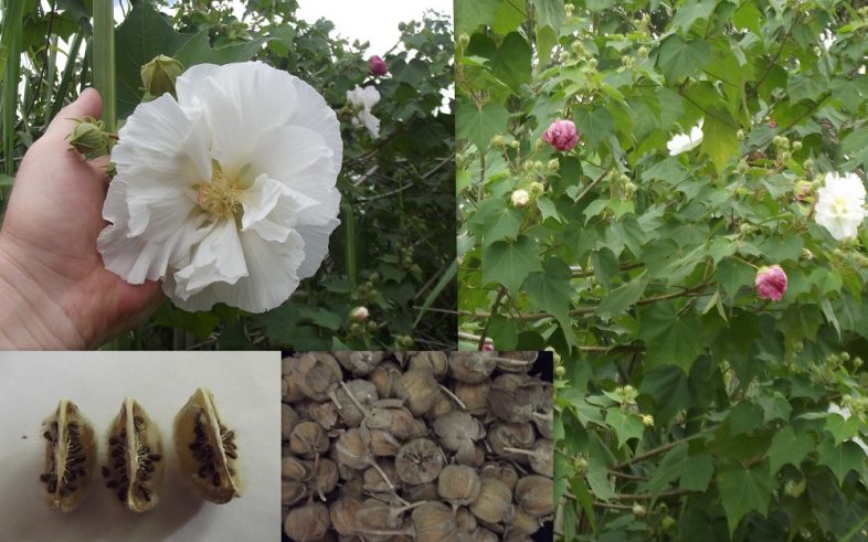 Hibiscus Mutabilis Rose of Sharon Confederate Rose Seeds