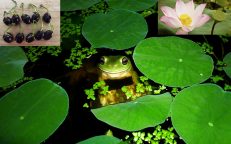 Sacred Holy Lotus Nelumbo Nucifera Seeds