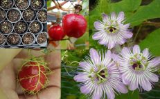 Red Fruit Passionfruit Passiflora Foetida Seeds