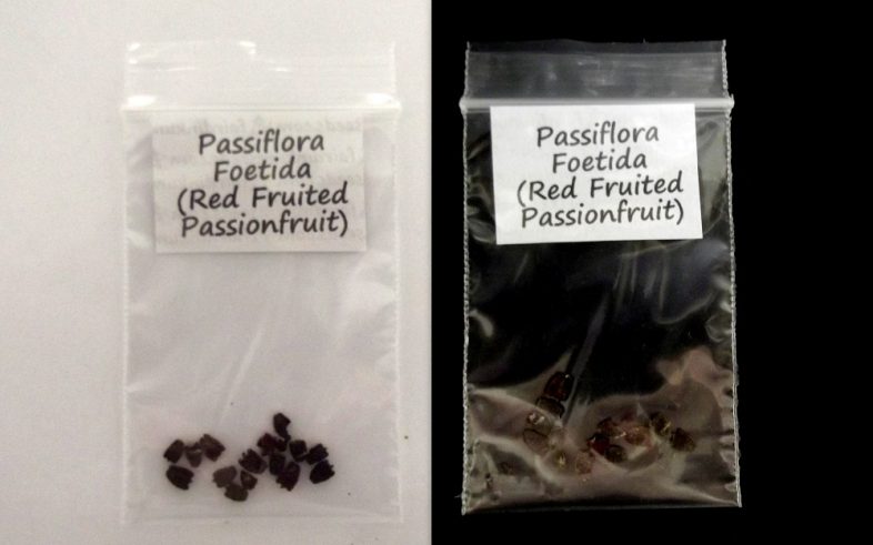 Red Fruit Passionfruit Passiflora Foetida Seeds