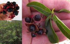 Lolly Bush Clerodendrum Floribundum Seeds
