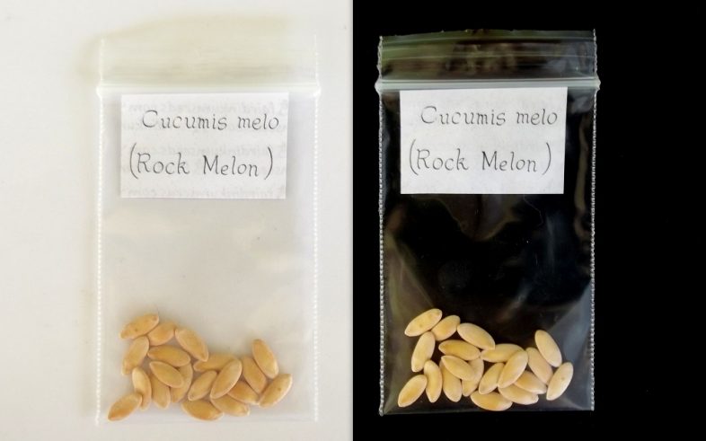 Rockmelon Cucumis Melo Rock Melon Seeds