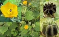 Indian Mallow Abutilon Indicum Seeds