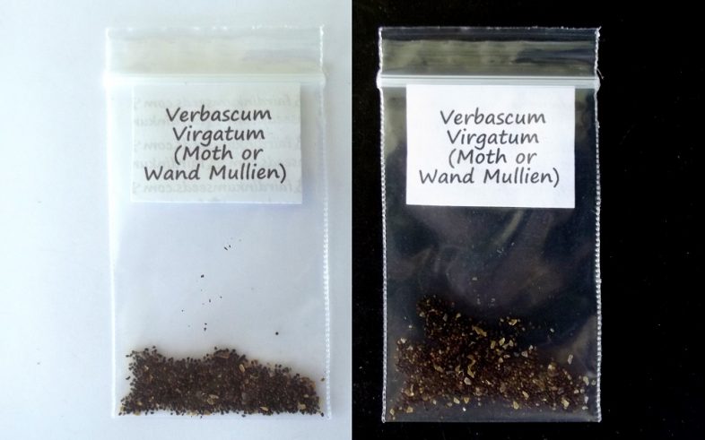 Wand Moth Mullein Verbascum Virgatum Seeds