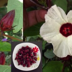 Rosella Queensland Jam Plant Hibiscus Sabdariffa Seeds