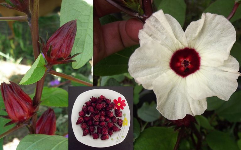 Rosella Queensland Jam Plant Hibiscus Sabdariffa Seeds Fair Dinkum Seeds 