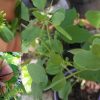 Papalo Porophyllum Coloratum Seeds