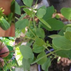 Papalo Porophyllum Coloratum Seeds