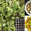 Pineapple Ground Cherry Aunt Molly Physalis Pubescens Seeds