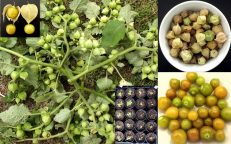 Pineapple Ground Cherry Aunt Molly Physalis Pubescens Seeds
