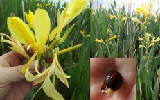 Canna Glauca Yellow Flower Water Lily Seeds