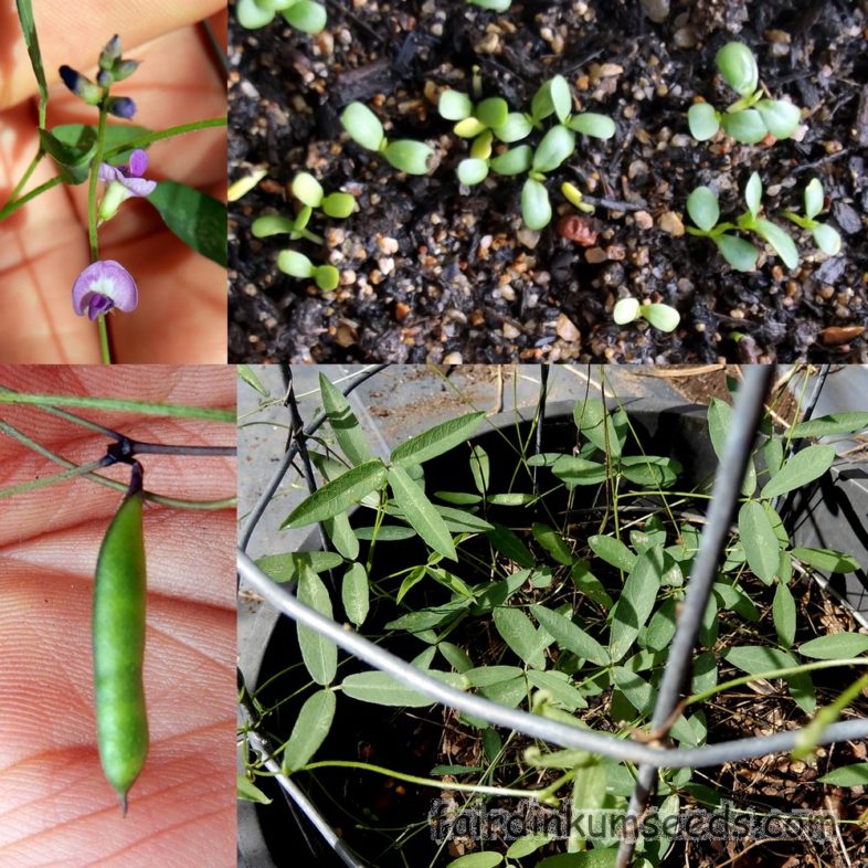 Glycine Tabacina Australian Pea Seeds