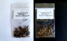 Tagetes Erecta African Mexican Marigold Seeds