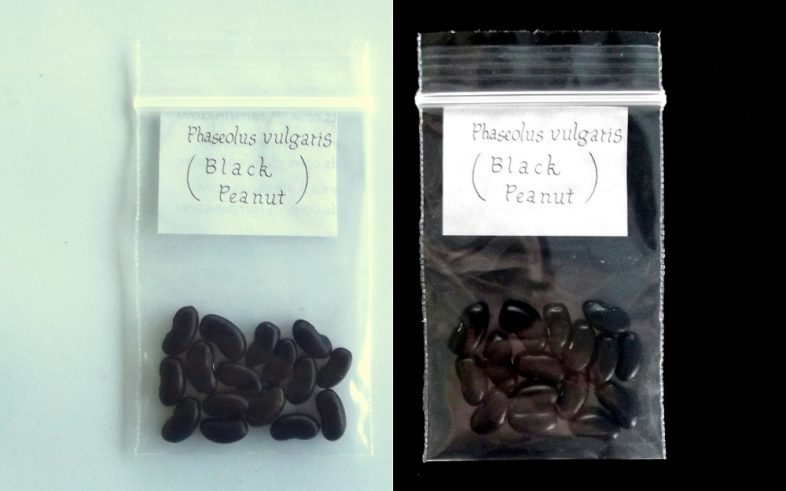 Black Peanut Bean Phaseolus Vulgaris Seeds