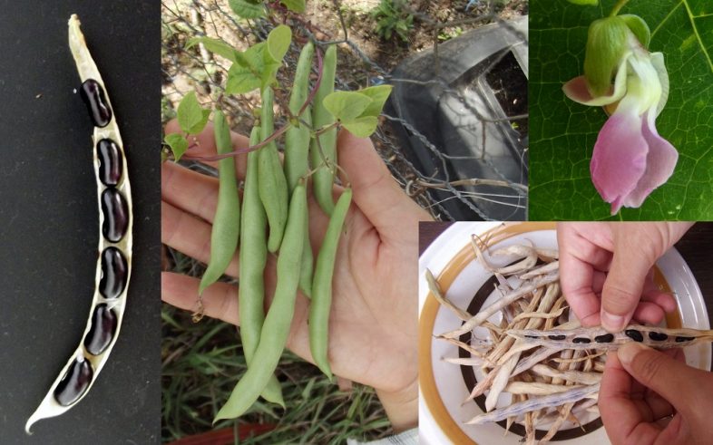 Black Peanut Bean Phaseolus Vulgaris Seeds